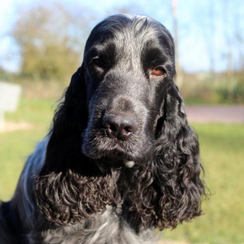 Elevage de cockers anglais LOF en Normandie