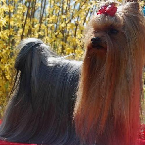 Eleveur : de la vierge doree