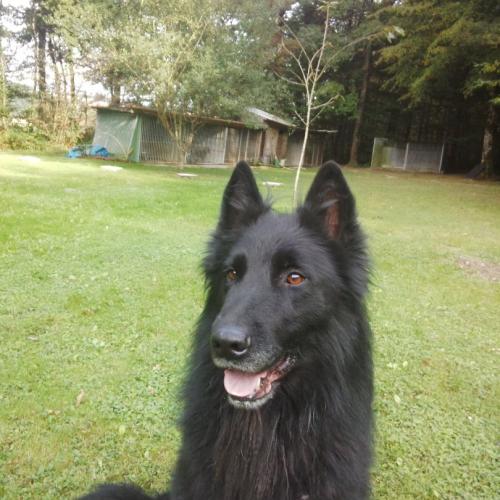 Elevage de Groenendael et Tervueren