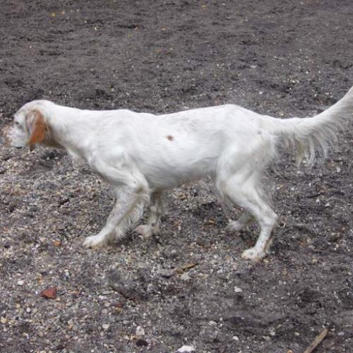 Eleveur : du rêve d'alice