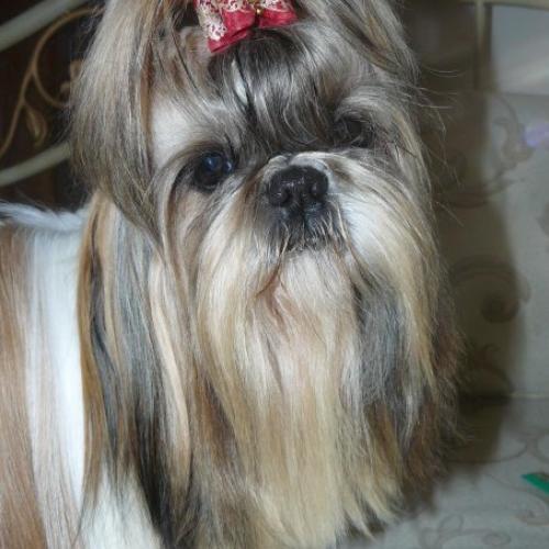Élevage : shih tzu
