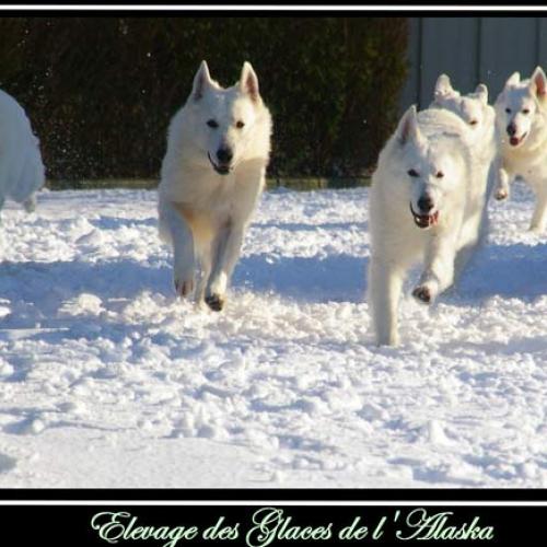 Élevage : berger blanc suisse