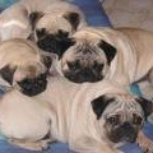 Eleveur : Elevage d'Amour du Temple Ming Kee