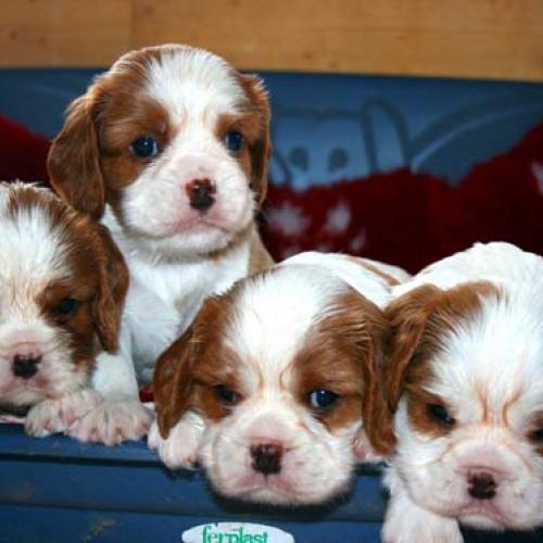 Élevage : cavalier king charles spaniel