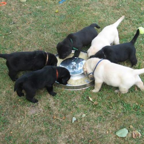 Élevage : labrador retriever