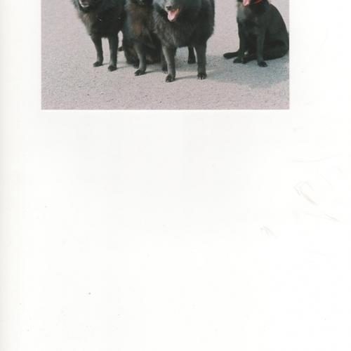 Élevage : schipperke