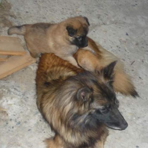Élevage : berger australien bichon maltais berger belge schipperke