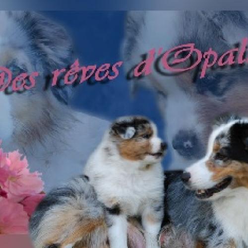 Élevage : berger australien