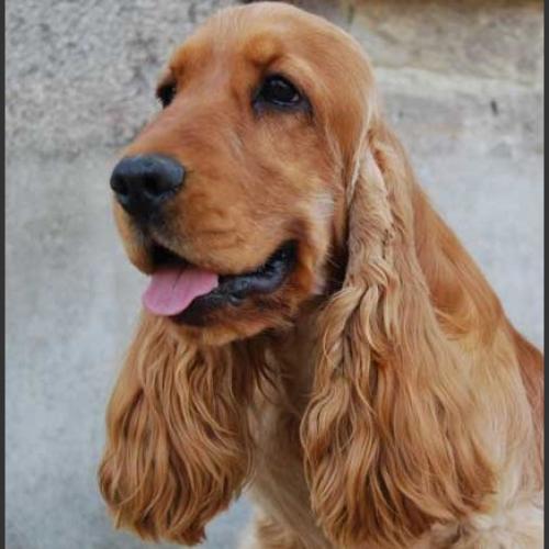 Elevage de cocker Anglais du Bois d'Achelles