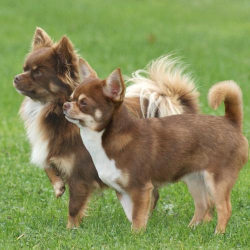 Eleveur : des graines de stars