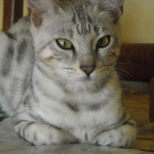 Élevage familial de bengal