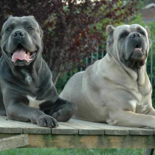 Eleveur : Des Mlosses de la Vallée Verte