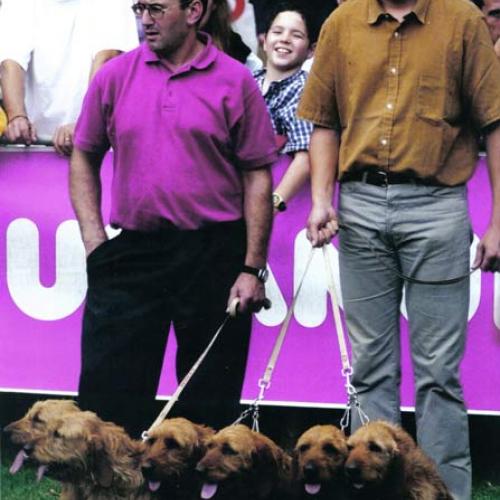 Élevage : basset fauve de bretagne griffon fauve de bretagne