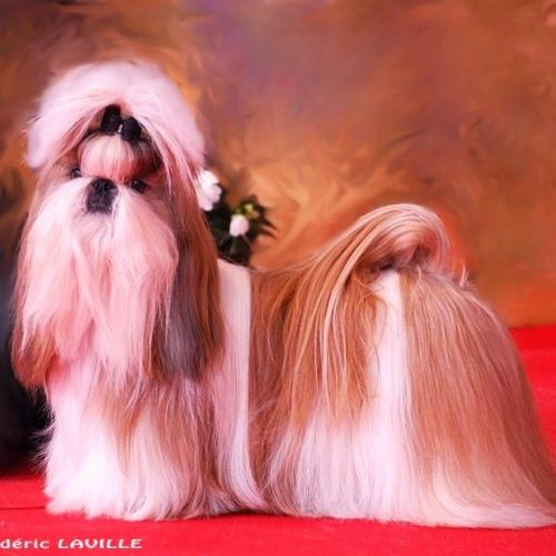 Élevage : shih tzu