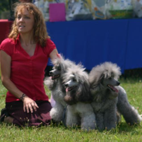 Élevage : caniche nain gris moyen toy