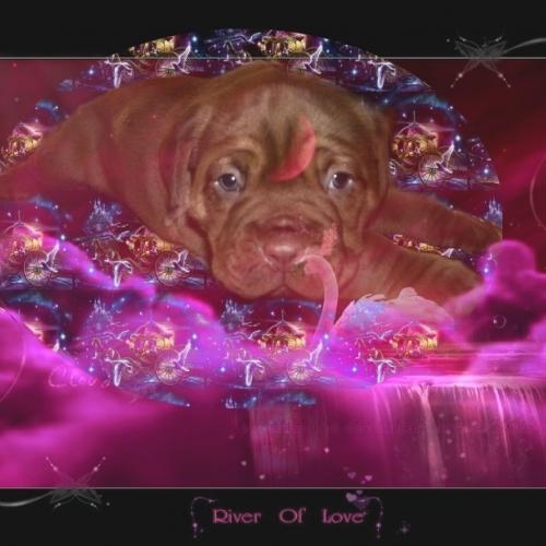 Eleveur : manoir de leelaumarilody