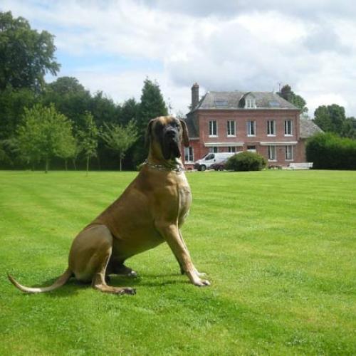 Eleveur : elevage des geants de becquigny