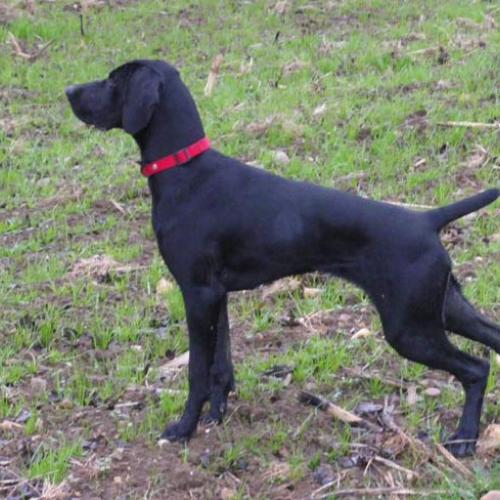 Élevage : braque allemand a poil court