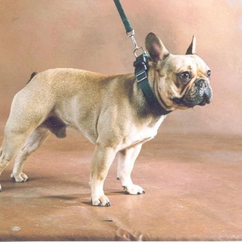 Élevage : bouledogue francais