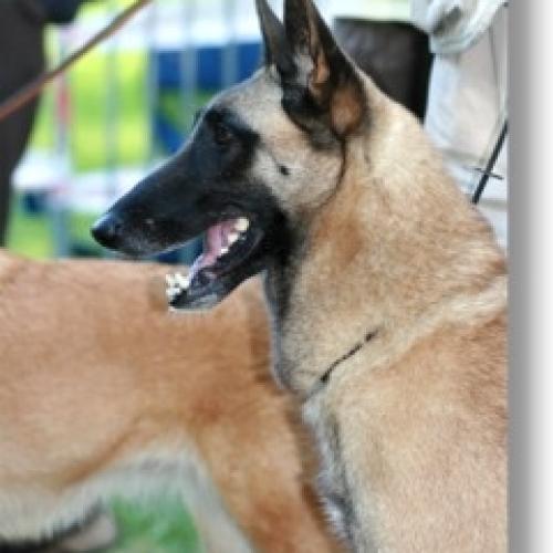 Élevage : berger belge