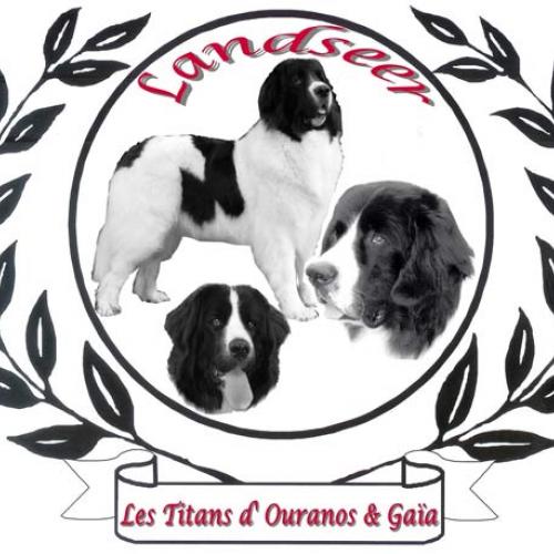 Eleveur : élevage de Landseer