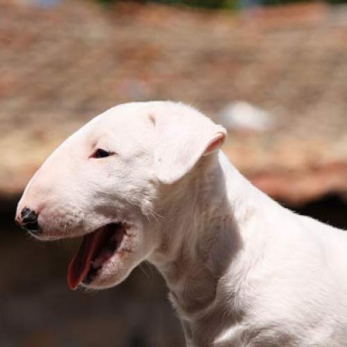 Élevage : bull terrier