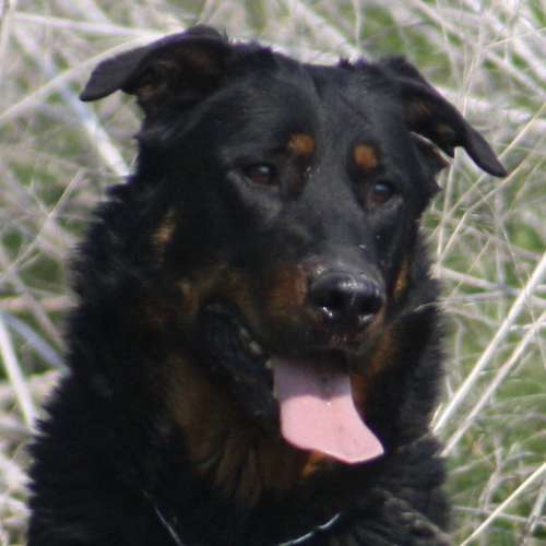 Eleveur : élevage du Stuyver Veld