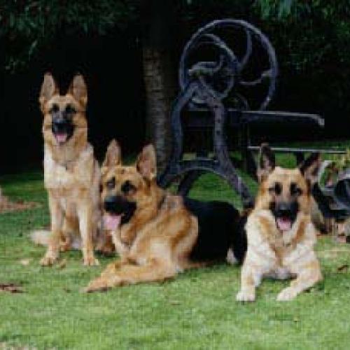 Élevage : berger allemand