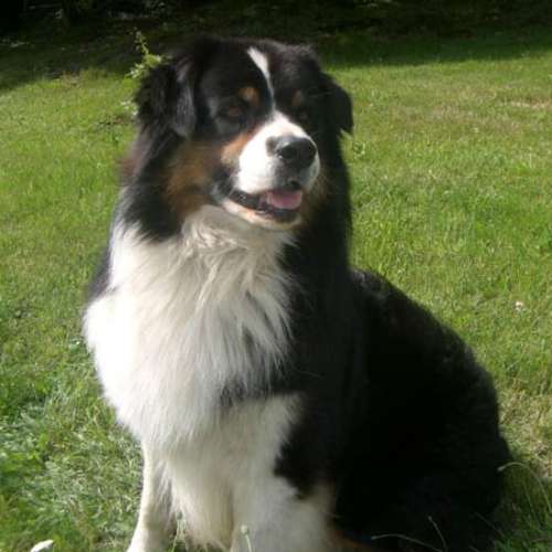 Eleveur : Elevage du Rivage des Mille Etangs