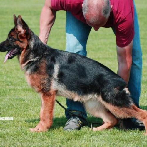 Eleveur : eleveur de berger allemand