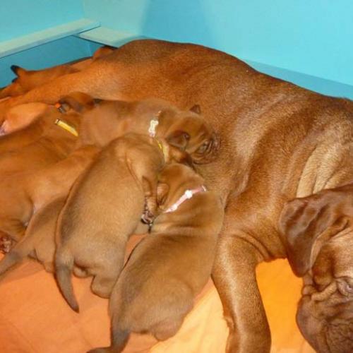 Eleveur : les alans de la tiliacée