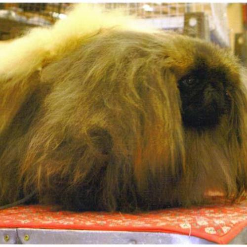 Élevage : epagneul pekinois