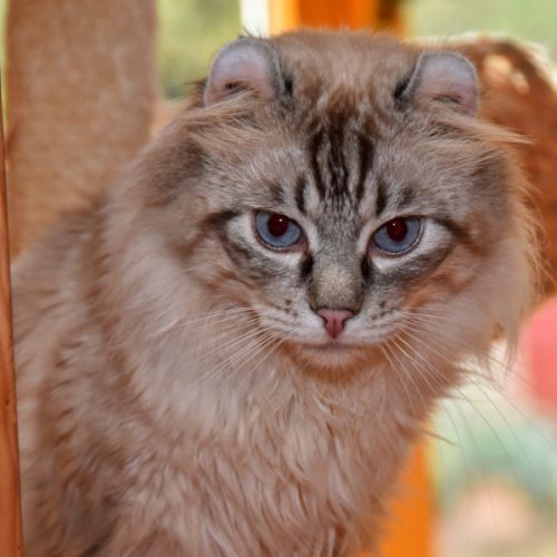 Les caméléons élévage d'american curl