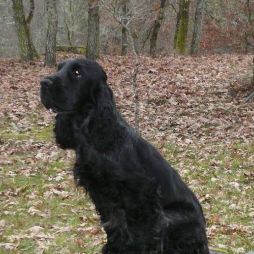 Élevage : cocker spaniel anglais