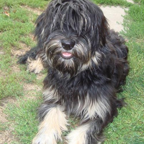 Élevage : berger de la serra de aires