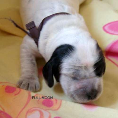 Élevage : cocker spaniel anglais