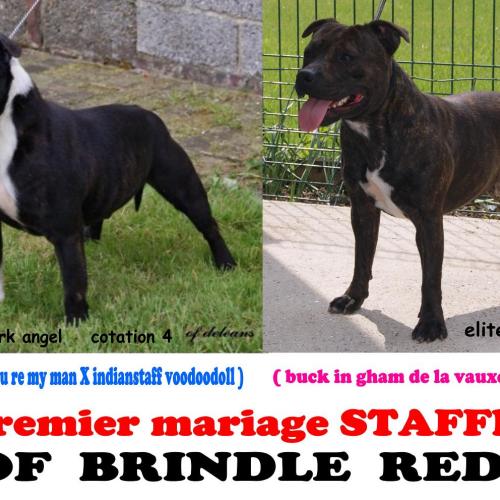 élevage : Staffordshire Bull Terrier et amstaff
