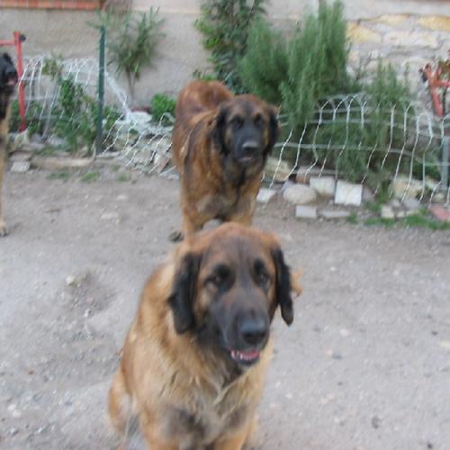 Eleveur : LES LEONBERGS DES HAUTES HERBES D'ITSASOA