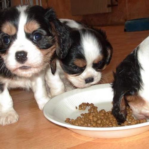 Élevage : cavalier king charles spaniel