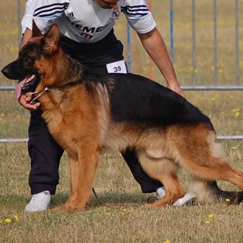 Eleveur : LE JARDIN DE MESOZ