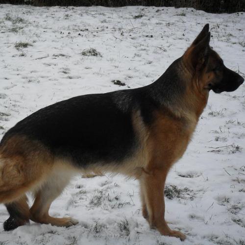 Élevage : berger allemand jack russel terrier
