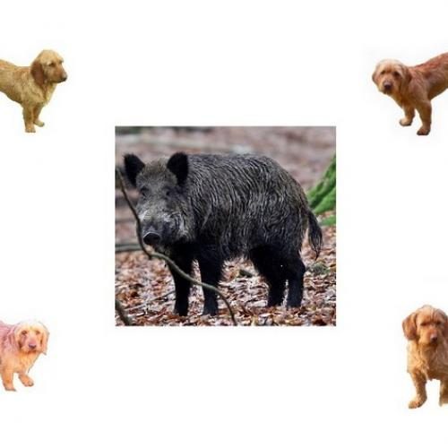 Élevage : basset fauve de bretagne