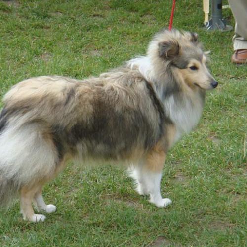 Élevage : chien de berger des shetland