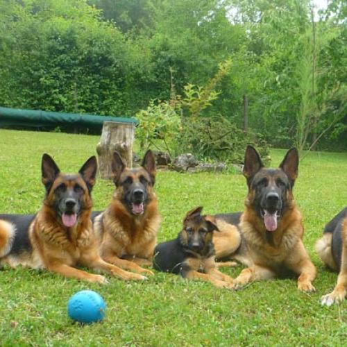 Élevage : berger allemand