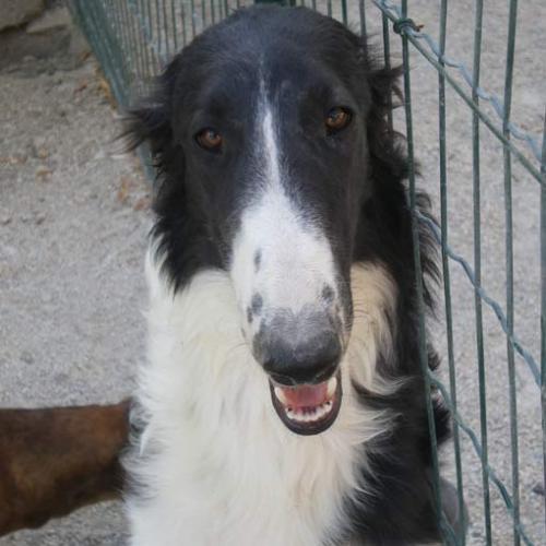 Eleveur : elevage canin