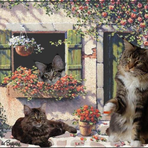 Eleveur : Chatterie des Coons de Baguera