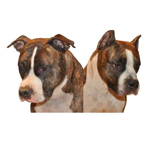 Eleveur : Vulcain's Canaille