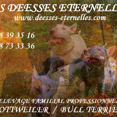 Eleveur : des Déesses Eternelles