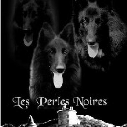 Élevage : berger belge schipperke