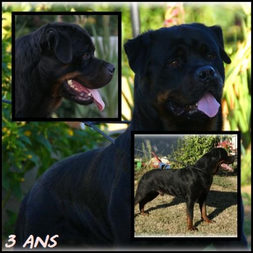 Eleveur : Elevage de la Force Tendre